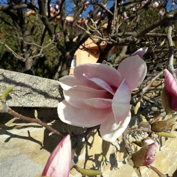 Magnolia × soulangeana Õis