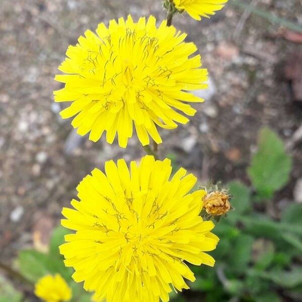 Crepis sancta Floare