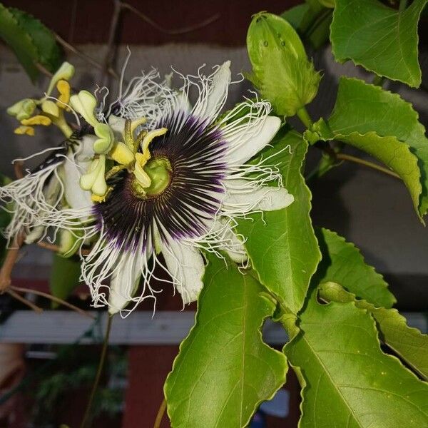 Passiflora edulis Çiçek