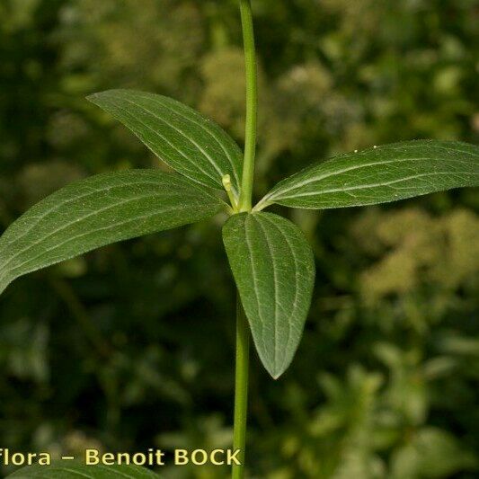 Galium rubioides Egyéb