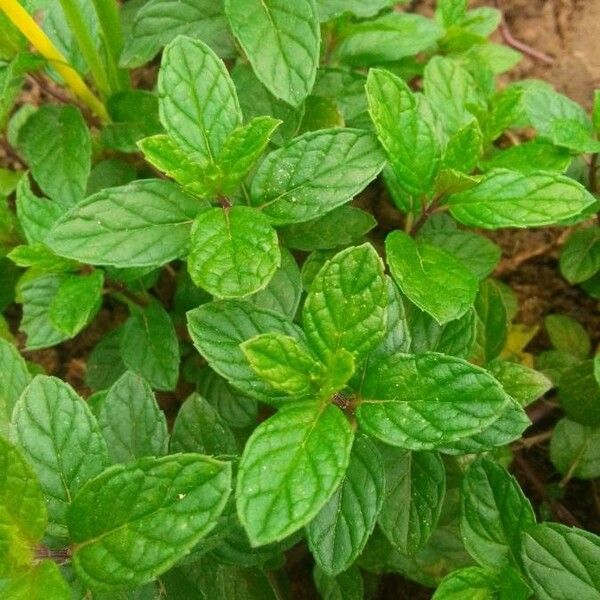 Mentha arvensis Foglia