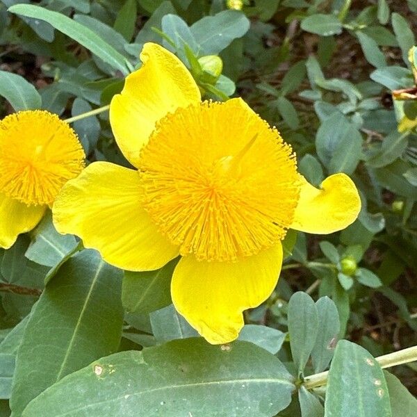 Hypericum frondosum Blodyn