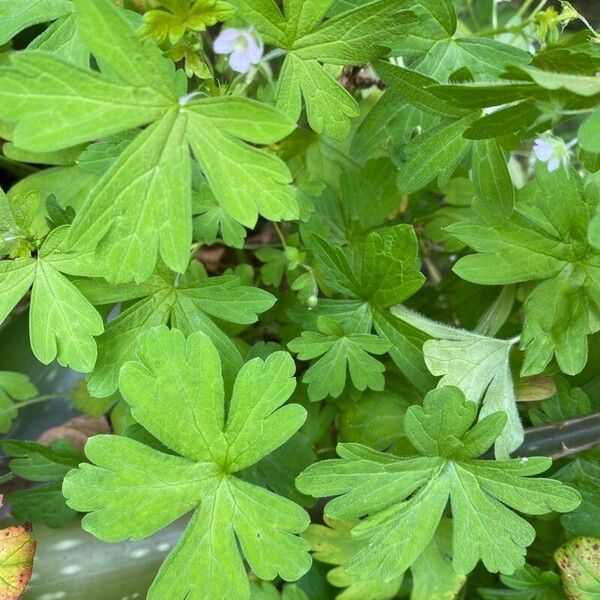 Geranium homeanum Λουλούδι