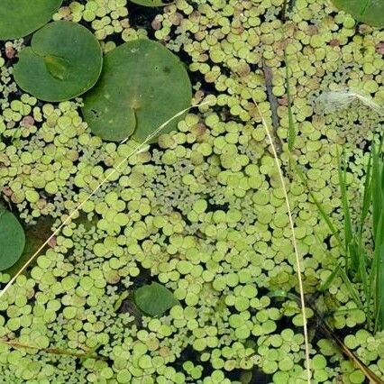 Lemna turionifera Vekstform