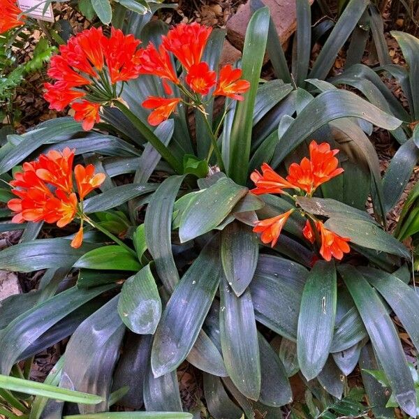 Clivia miniata Habitus