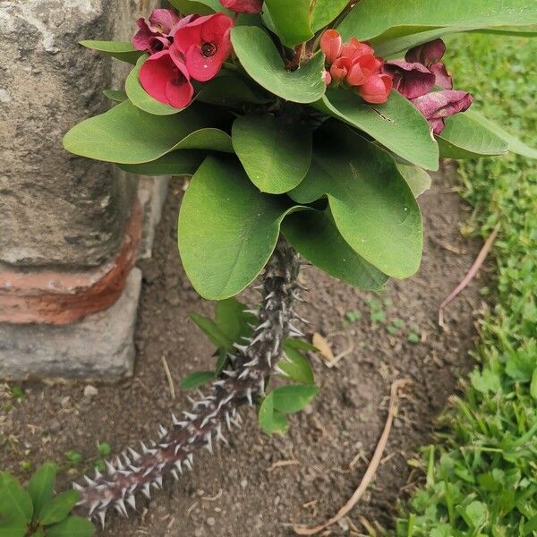 Euphorbia milii Corteccia