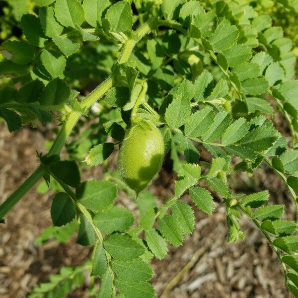 Cicer arietinum Fruit