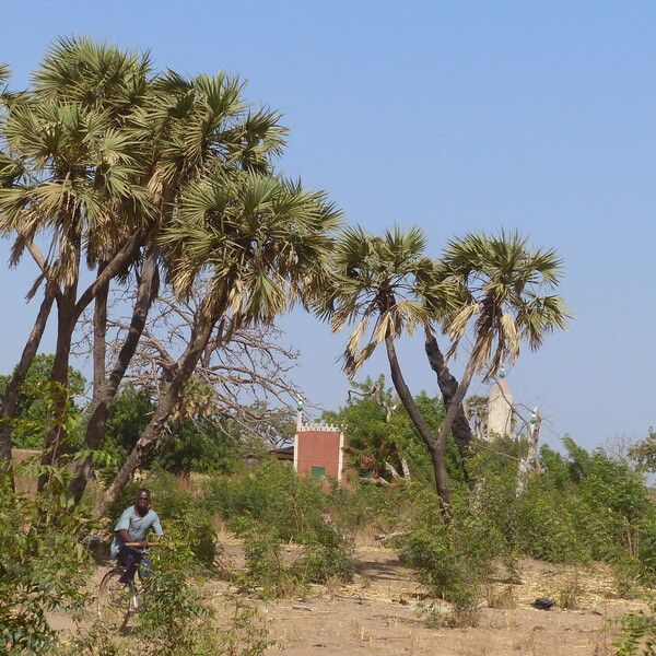 Hyphaene thebaica Habit