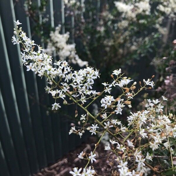 Bursaria spinosa Flower