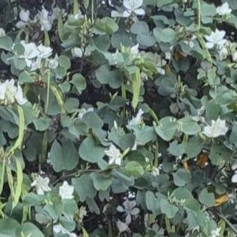 Bauhinia variegata Lehti