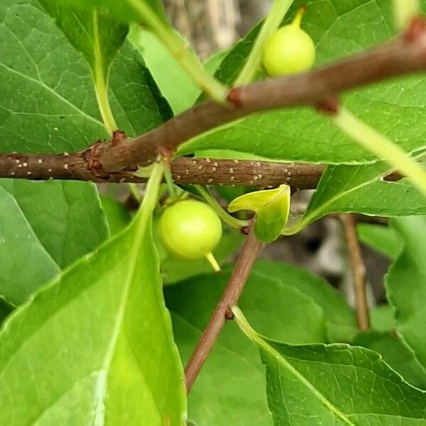 Celastrus orbiculatus Fruit