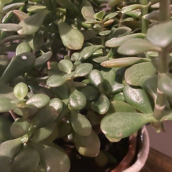 Crassula ovata 叶