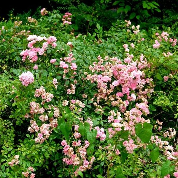 Rosa multiflora Tervik taim