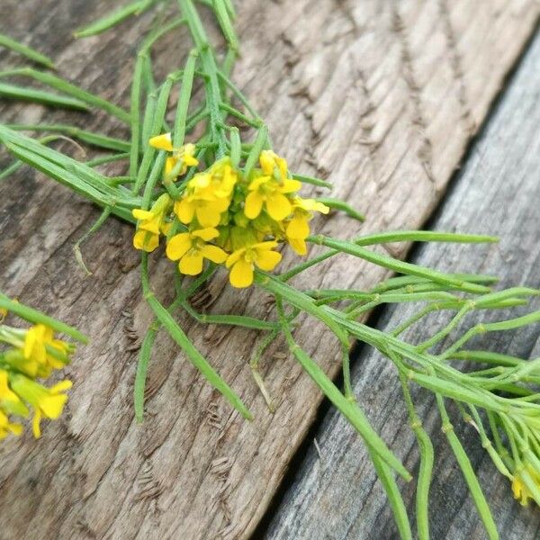 Erysimum cheiranthoides Blüte