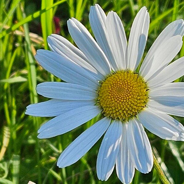 Leucanthemum ircutianum Flors