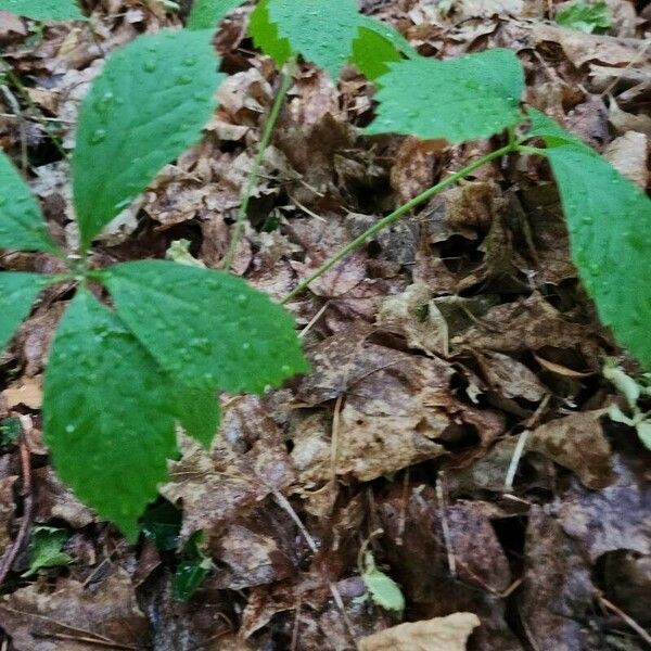 Panax quinquefolius List