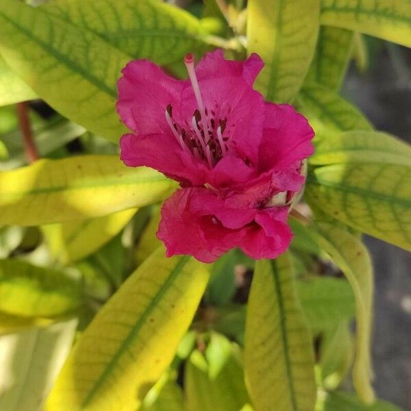Rhododendron arboreum Květ