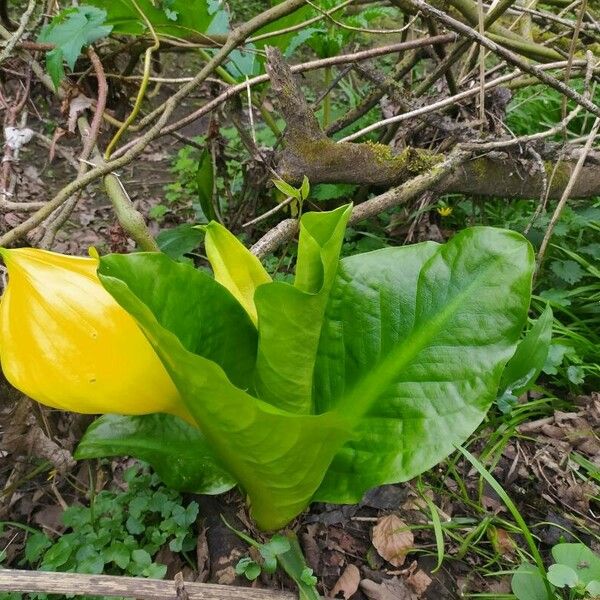 Lysichiton americanus Flors