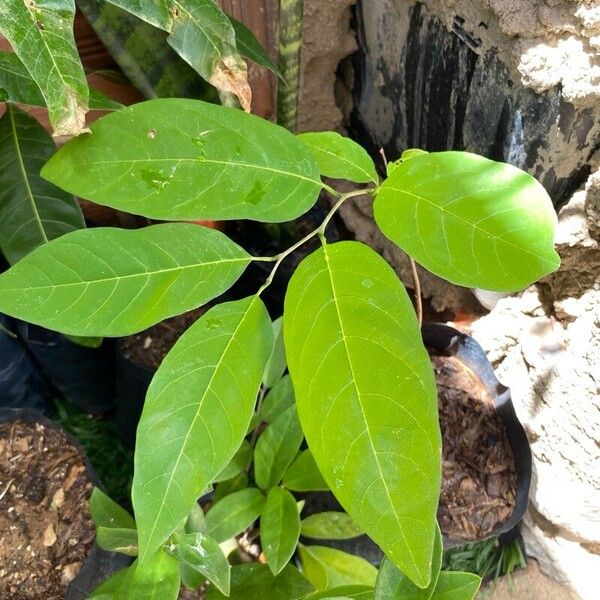 Annona squamosa Leaf