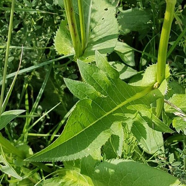 Cirsium oleraceum Levél