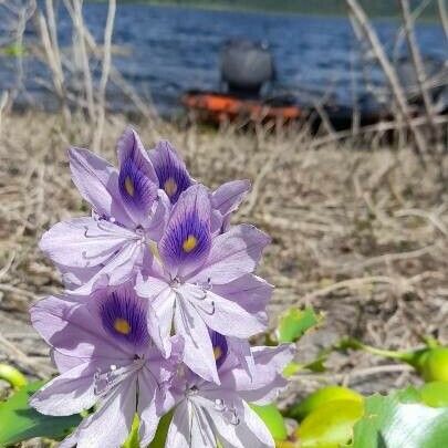 Pontederia crassipes Virág