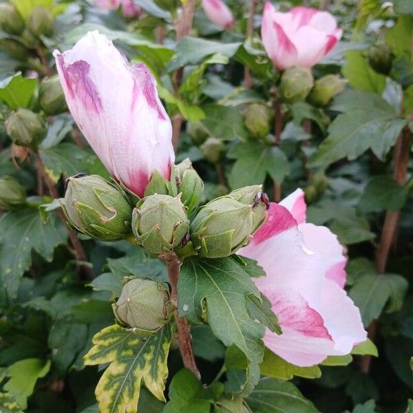 Hibiscus syriacus Frukt