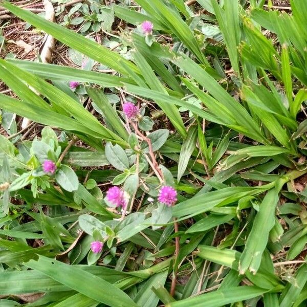 Gomphrena serrata Λουλούδι