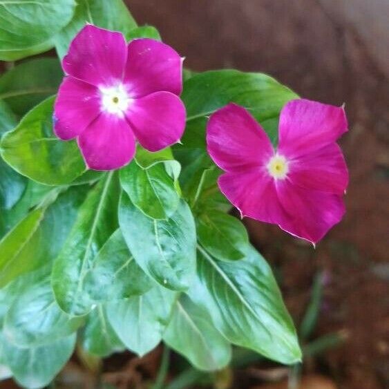 Catharanthus roseus Λουλούδι