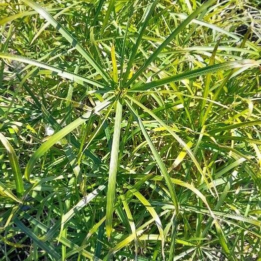Cyperus unicolor
