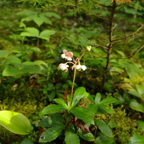 Chimaphila umbellata Květ