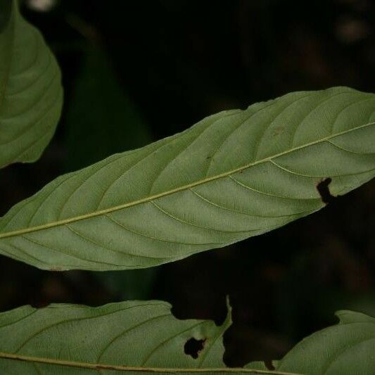 Ryania speciosa Leaf