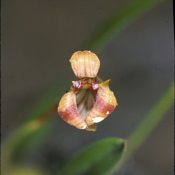 Trigonidium acuminatum Flower
