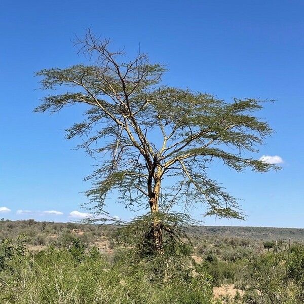 Acacia xanthophloea برگ