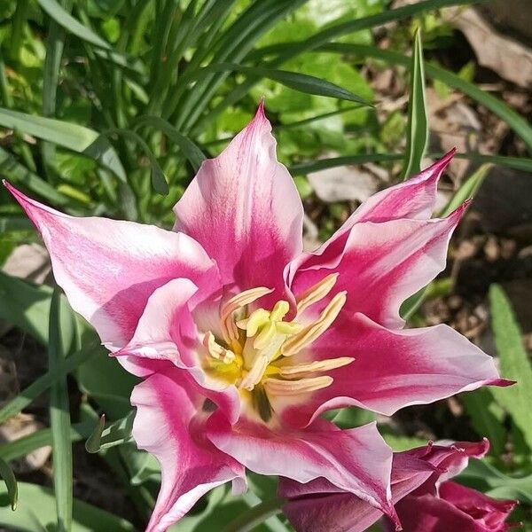 Tulipa didieri Flor