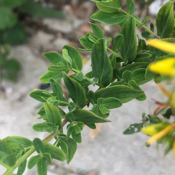 Hypericum perfoliatum 叶