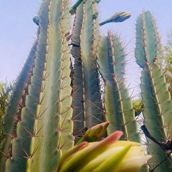 Cereus hexagonus Fruit