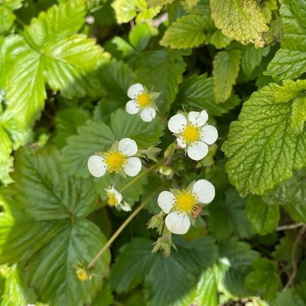 Fragaria vesca Flor