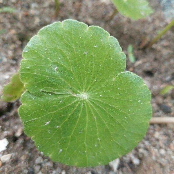 Hydrocotyle verticillata Kora