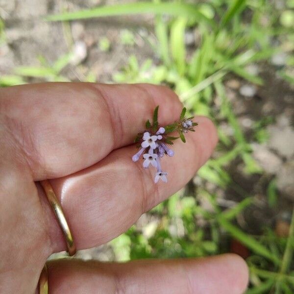 Asperula arvensis Flower