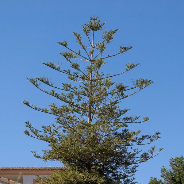 Araucaria heterophylla পাতা