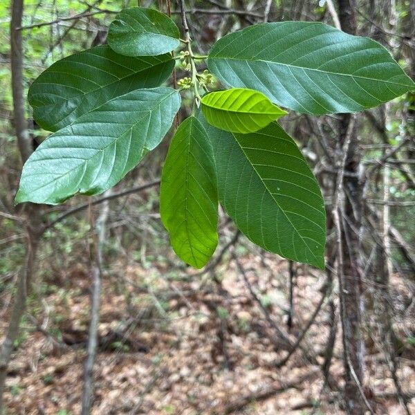 Frangula caroliniana Leaf