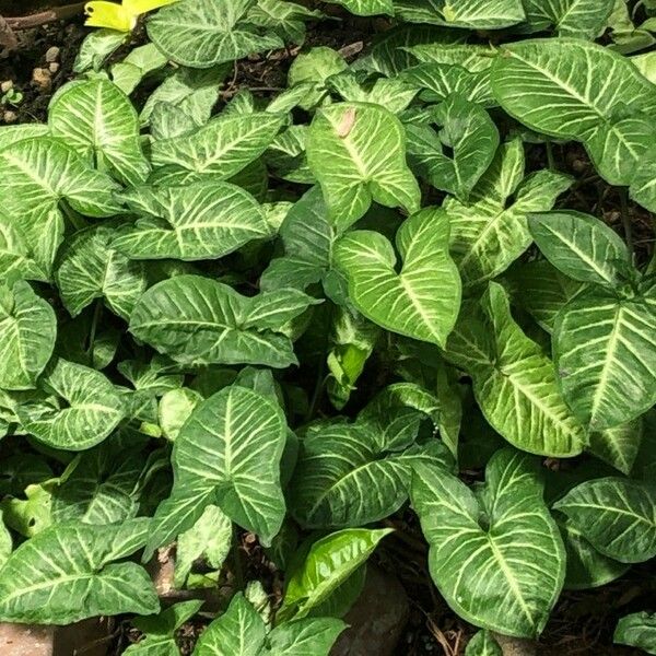 Syngonium podophyllum Fuelha