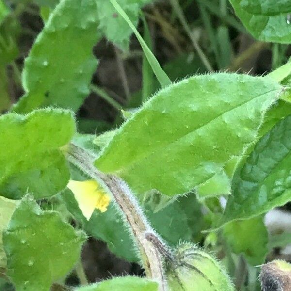 Nonea lutea Leaf