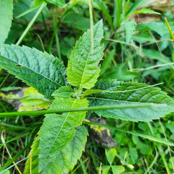 Heliopsis helianthoides Feuille