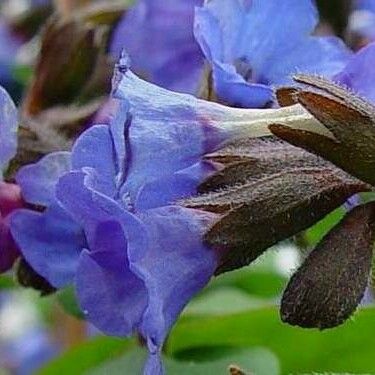 Pulmonaria angustifolia Flower