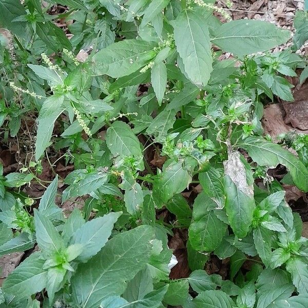 Mercurialis annua Συνήθη χαρακτηριστικά