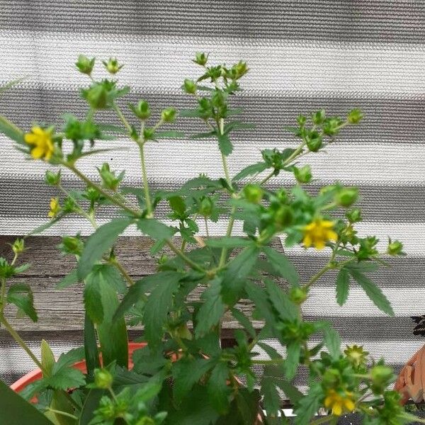 Potentilla norvegica ഇല