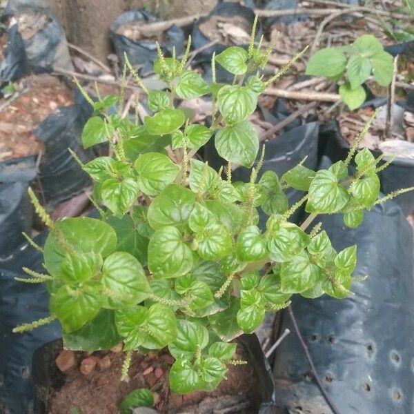 Peperomia pellucida Lehti