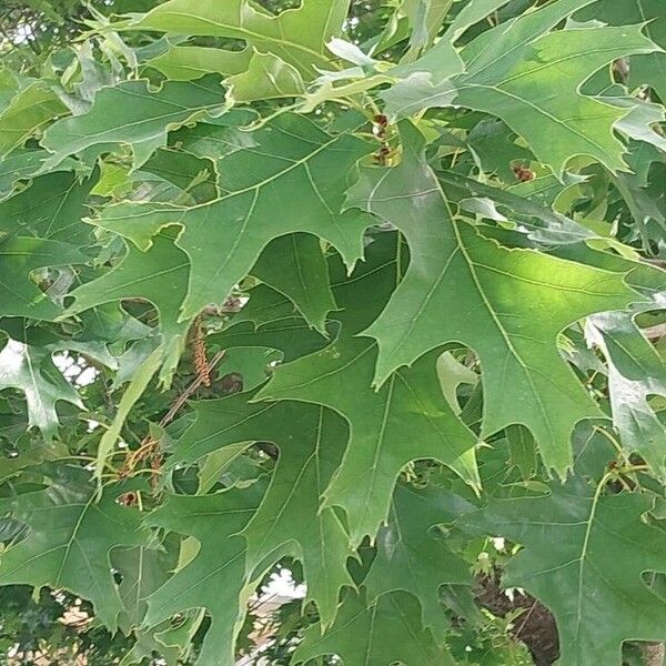 Quercus velutina Lapas