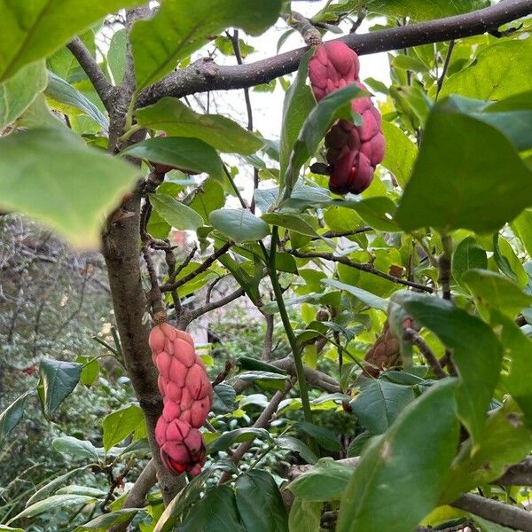 Magnolia kobus Fruit